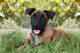 Cachorros belgas de Malinois pastor - Foto 1