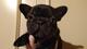 Cachorros Bouledogue frances con pedigrí ENCI - Foto 1