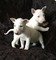 Cachorros Bull Terrier en venta - Foto 1