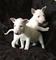 Cachorros bull terrier en venta