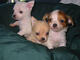 Cachorros Chihuahua Carinosos Disponibles - Foto 1