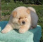 Cachorros chow chow desde 3 meses