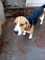 Cachorros de Beagle - Foto 1