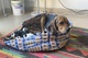 Cachorros de Beagle - Foto 2