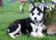 Cachorros Husky Siberiano - Foto 1