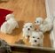 Cachorros maltes blanco bebes para adopción whatsapp +34631013227
