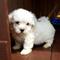 Cachorros maltipoo