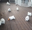Cachorros Pomerania saludables - Foto 2