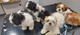 Cachorros shih tzu disponibles