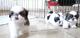 Cachorros Shih Tzu para adopcion Número de WhatsApp +34631013227 - Foto 1