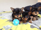 Cachorros yorkie disponibles para adopción