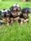 Cachorros Yorkshire Terrier - Foto 1