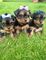 Cachorros yorkshire terrier