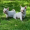 Disponibles hermosos cachorros chihuahua un macho y una hembra - Foto 1