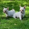 Disponibles hermosos cachorros chihuahua un macho y una hembra