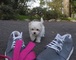 .dregalo mini toy cachorros bichon maltes