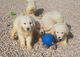 Golden Retriever cachorro de criadero de venta - Foto 1