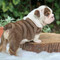 ¡hermosos cachorros de bulldog inglés disponible