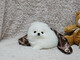 Hermosos cachorros Pomerania disponibles - Foto 1
