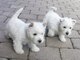 Impresionantes bebés west highland white terrier