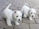 Impresionantes bebés West Highland White Terrier - Foto 1