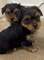 Jregalo cachorros yorkshire terrier mini toy,