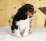 King Charles Spaniel macho - Foto 1