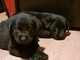 Labrador - cachorros nacidos el 28.11 - Foto 2