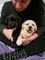 Labrador - cachorros nacidos el 28.11 - Foto 3