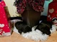 Labrador - cachorros nacidos el 28.11 - Foto 6