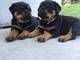 Maravillosos Cachorros De Rottweiler Para Adopción - Foto 1