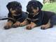 Maravillosos cachorros de rottweiler para adopción