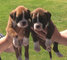 Mi whatsapp es ( +34632876898 ) Regalo Adorable Cachorros Boxer - Foto 1