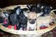 Mi whatsapp es ( +34632876898 ) Regalo Cachorros Chihuahua - Foto 1