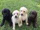 Mi whatsapp es ( +34632876898 ) Regalo Cachorros labradores - Foto 1