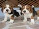 Mi whatsapp es ( +34632876898 ) Regalo mini toy cachorros beagle - Foto 1