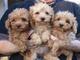 Mi whatsapp es ( +34632876898 ) regalo mini toy cachorros caniche