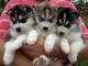 Mi whatsapp es ( +34632876898 ) regalo preciosos cachorros husky