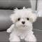 Mini toy cachorros bichon maltes