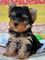 Mini toy cachorros yorkie disponibles para regaloo ,.ll