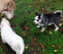 Mis Cachorras Saludables Husky Siberiano - Foto 1