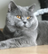 Monta gato british shorthair azul