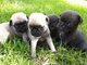 Regalo Cachorros Carlino Pug - Foto 1