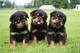 Regalo economicos cachorros rottweiler