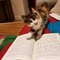 Regalo gatitos siberiano parra adopción libre