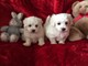 Regalo Mini Toy Cachorros Bichon Maltes - Foto 1