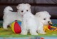Regalo mini toy cachorros bichon maltes para su adopcion libre,./