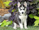 Regalo Preciosos Cachorros Husky Siberiano - Foto 1