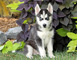 Regalo preciosos cachorros husky siberiano