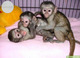 12 monos capuchinos criados en casa a la venta - Foto 1